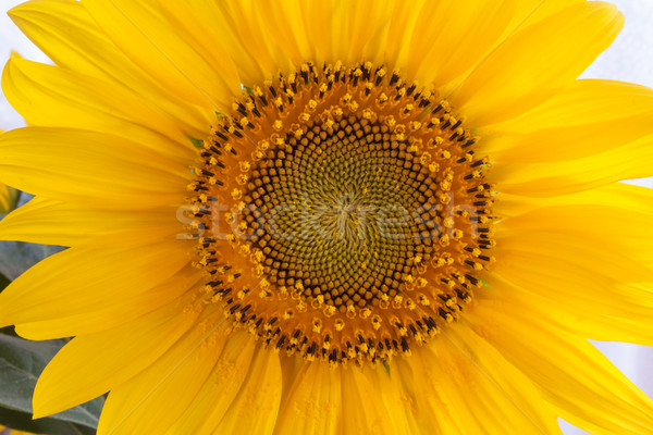 ヒマワリ クローズアップ 明るい 黄色 自然 花 ストックフォト © hraska