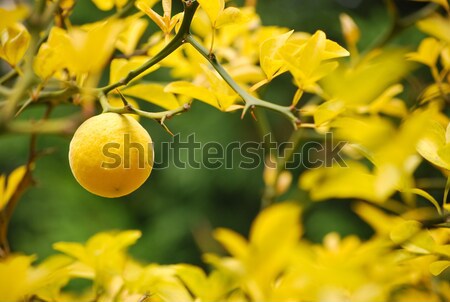 Mellow lemon Stock photo © hraska