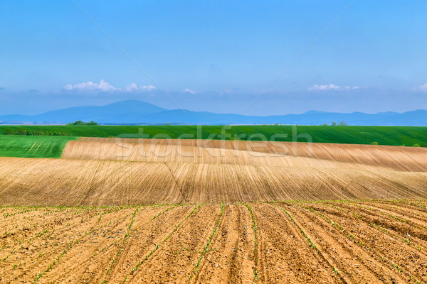 Plains of sunflowers Stock photo © hraska
