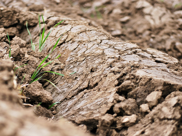 Plowed soil Stock photo © hraska