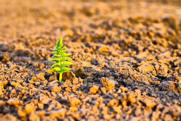 Kiemplant groene groeiend bodem voorjaar Stockfoto © hraska