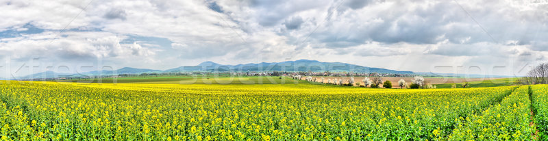 Wiosną panorama pola góry Zdjęcia stock © hraska