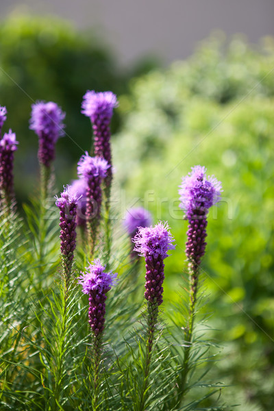 Liatris Spicata Stock photo © hraska