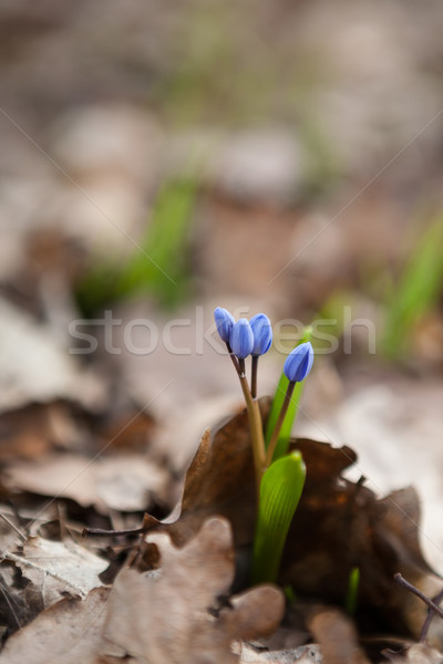 Blue early spring wild squill flower Stock photo © hraska
