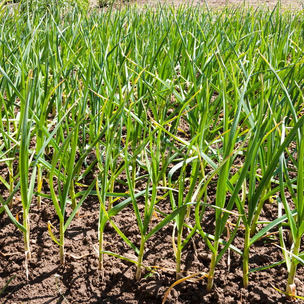 Vegetable garden with garlic seedlings Stock photo © hraska