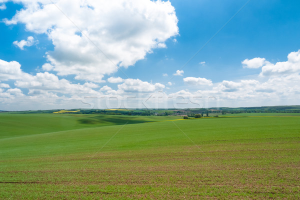 Foto stock: Fresco · crescente · centeio · campo · jovem · plantas