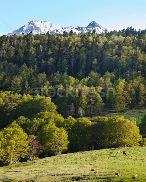 Pyrenean landscape scenery Stock photo © hraska