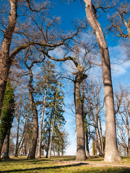 Lombtalan fák hatalmas öreg park kék ég Stock fotó © hraska