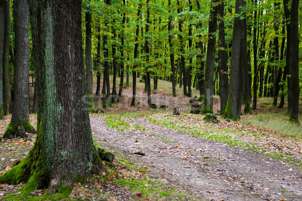 Camino forestales carretera otono follaje líder Foto stock © hraska
