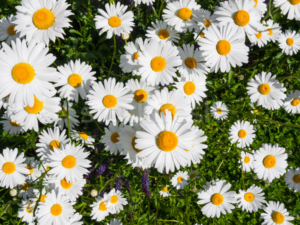 Marguerite flower Stock photo © hraska