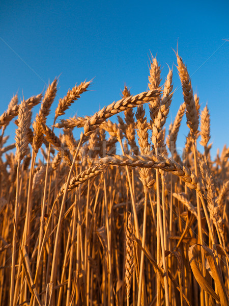 Stalks of wheat Stock photo © hraska