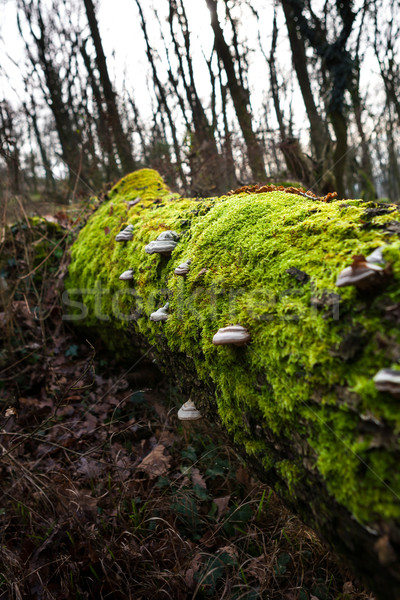 Moss and mushrooms on rotting tree Stock photo © hraska
