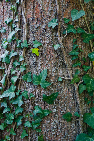 Tree overgrown with ivy Stock photo © hraska