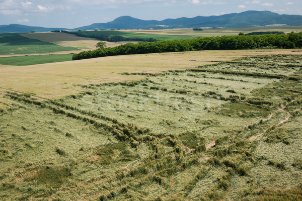 Légifelvétel kukorica mező sérült időjárás jelenség Stock fotó © hraska