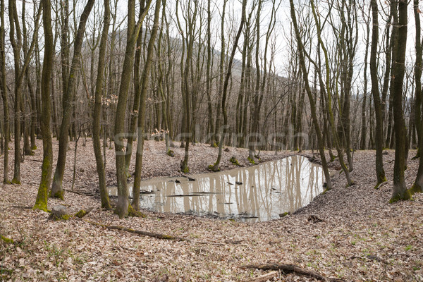 Pfütze Schlamm wenig Wasser Wald groß Stock foto © hraska