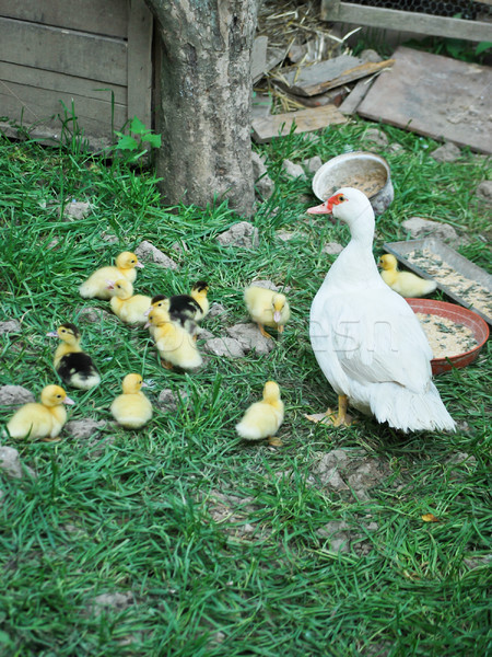 Duck family Stock photo © hraska