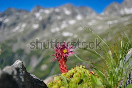 Rock steeg Rood bloei alpine plant Stockfoto © hraska