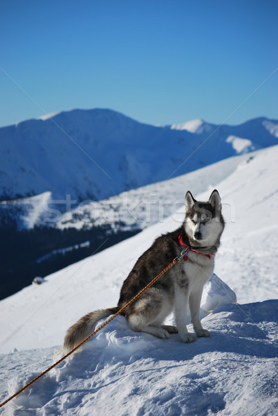 Stock photo: Siberian husky sitting on the snow