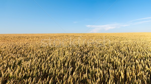 Maturing grain Stock photo © hraska