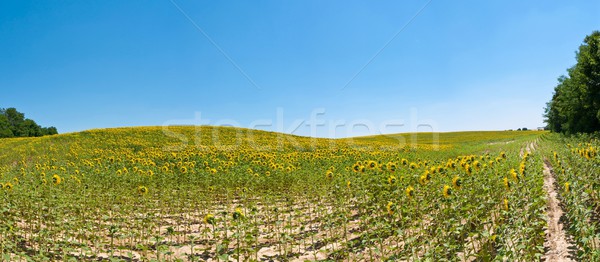 Sunflowers field Stock photo © hraska