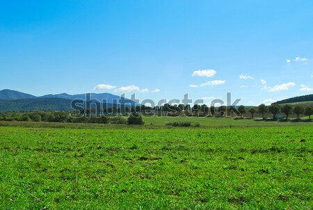 line of trees Stock photo © hraska