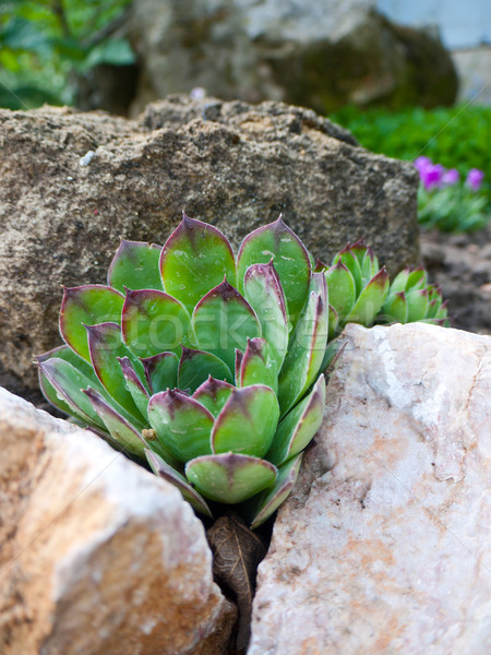 緑 岩 バラ 成長 石 ストックフォト © hraska