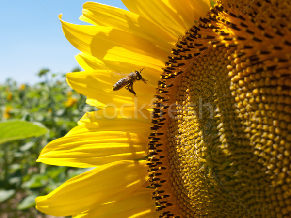 Pollinating bee Stock photo © hraska