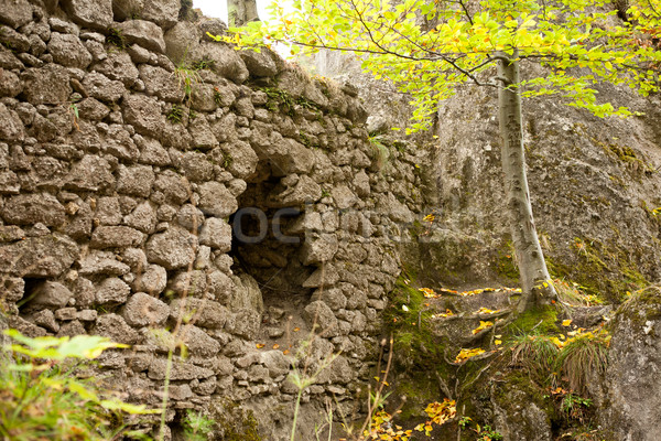 Ruins overgrown by forest Stock photo © hraska