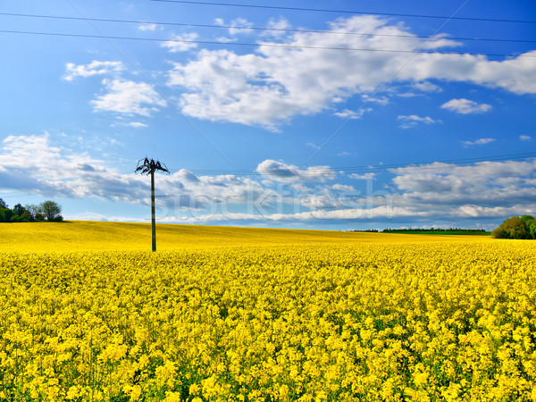 Câmp proaspăt galben inflorire Blue Sky Imagine de stoc © hraska