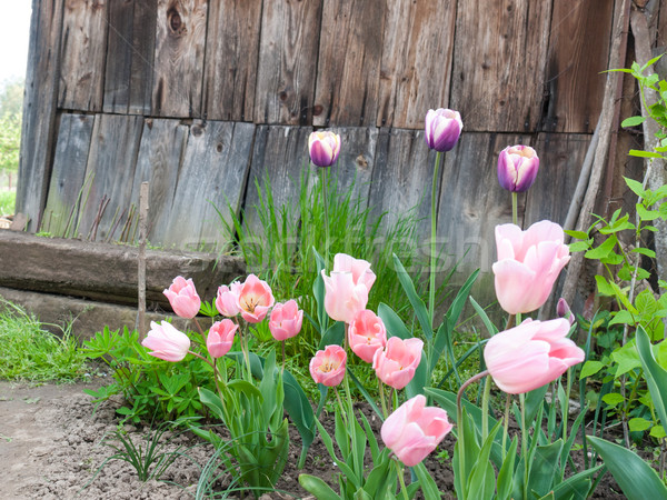 Aiuola tulipani fioritura giardino legno Foto d'archivio © hraska