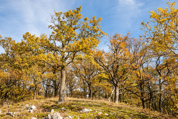 秋 オーク 森林 カラフル 風景 空 ストックフォト © hraska