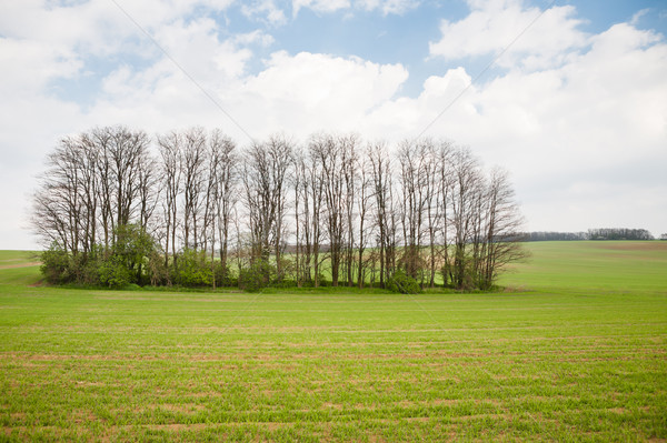 Zöld mező csoport fák tavasz felhők Stock fotó © hraska