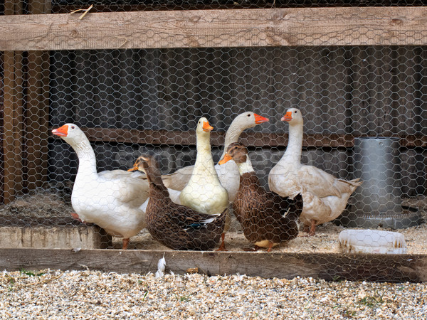 Geese in the yard Stock photo © hraska