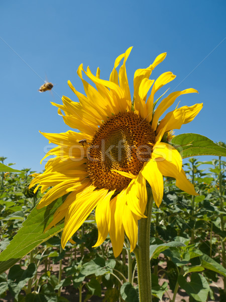 Pollinating bees Stock photo © hraska