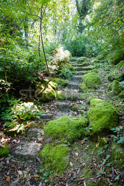 Aire libre escaleras naturales piedra cubierto musgo Foto stock © hraska