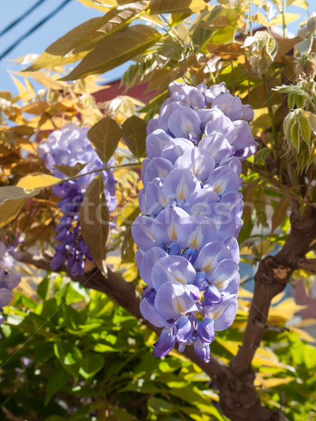 Blooming Wisteria tree Stock photo © hraska