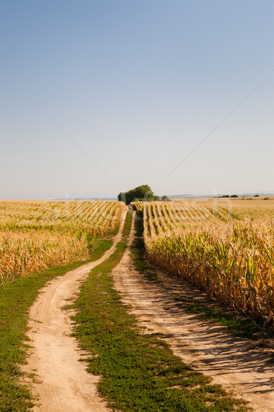 Wyschnięcia kukurydza plantacja pola Błękitne niebo Zdjęcia stock © hraska