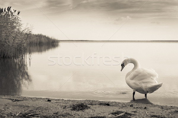 Zdjęcia stock: Ponury · łabędź · jezioro · wiosną · świetle