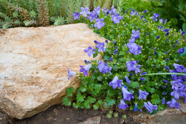 Foto stock: Azul · rock · planta · jardín · agua