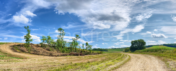 Devastated forest Stock photo © hraska