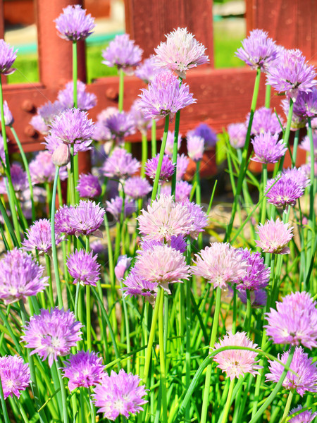 商業照片: 開花 · 韭菜 · 視圖 · 許多 · 春天