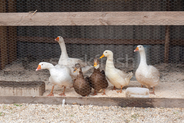 Foto d'archivio: Pollame · farm · animali · della · fattoria · oche · rete · verde