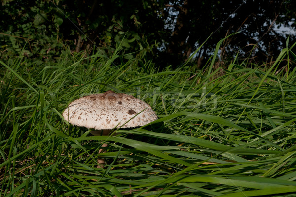 陽傘 蘑菇 美麗 成長 綠草 食品 商業照片 © hraska