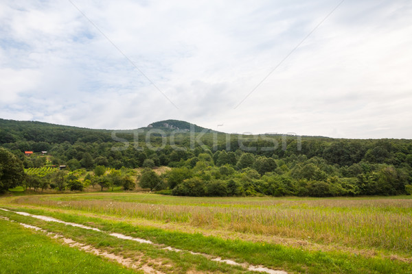 út erdő vidéki út testtartás út fa Stock fotó © hraska