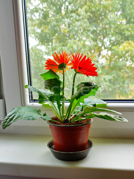 Százszorszép ház növény virágcserép következő ablak Stock fotó © hraska