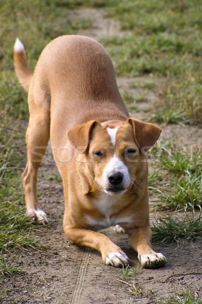 Térdel kutyus vicces kicsi kutya kész Stock fotó © hraska