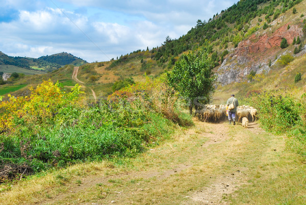 shepherd with his flock of sheep Stock photo © hraska