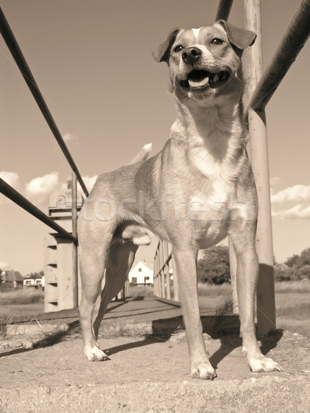 Cute dog Stock photo © hraska