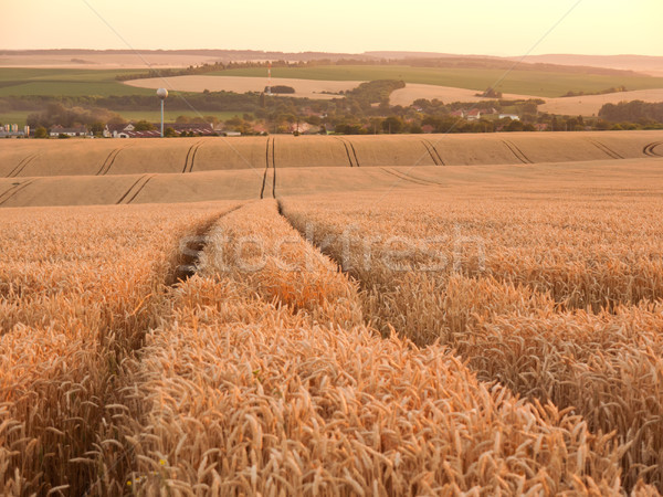 Granen platteland vruchtbaar rijke graan Stockfoto © hraska