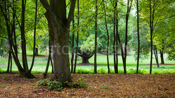 Tineri copaci linie toamnă oraş parc Imagine de stoc © hraska